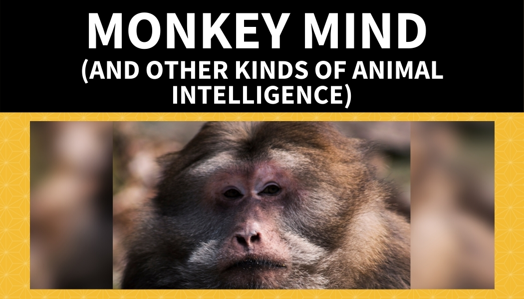 Monkey Mind (And Other Kinds of Animal Intelligence)