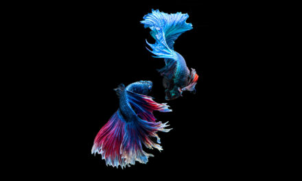 The Beauty of Evolved Conflict