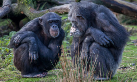 Conversations as Phenomena of Evolution